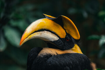 Portrait of the Great Hornbill (Buceros bicornis) in real nature in Thailand