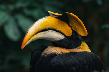 Close up of Yellow Billed Hornbill Great hornbill, Great indian