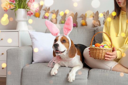 Cute Beagle dog with bunny ears and her female owner with Easter eggs at home