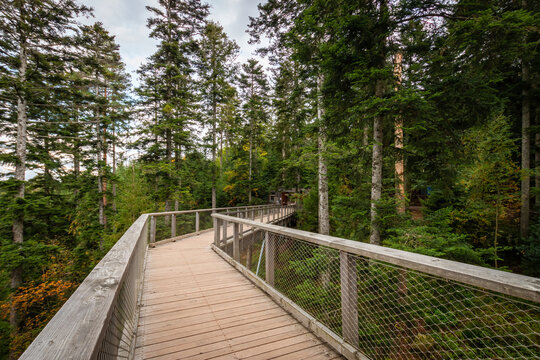 Trail of the treetop path called Baumwipfelpfad Schwarzwald, Germany