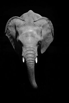 Elefante retrato de frente sobre fondo negro