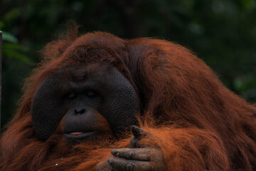 Large alpha male Orangutan in the jungle of Borneo with the tongue out