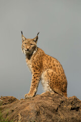Obraz premium Lince sentado esperando sobre una roca