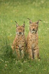 Pareja de linces sentados en la hierba © anagonzalezfotos