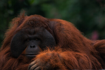 Portrait of Bornean Orangutan or Pongo pygmaeus