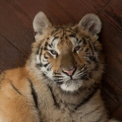 Tigre jovencito reposando