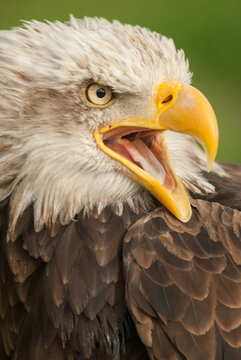 Águila calva de perfil con la boca abierta