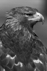 Águila de mirada enfadada