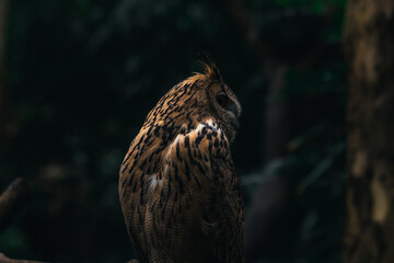 Eurasian Eagle Owl Perched on Tree Stump/Eagle Owl/Eagle Owl (bubo bubo)
