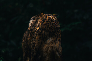 Two owls. The Eurasian eagle-owl is a species of eagle-owl that resides in much of Eurasia. It is also called the European eagle-owl and in Europe, it is occasionally abbreviated to just the eagle-owl