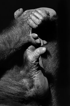 Detalle de un gorila bebé cogiendose los pies con las manos