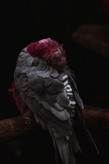 The galah (Eolophus roseicapilla), also known as the rose-breasted cockatoo, galah cockatoo,...