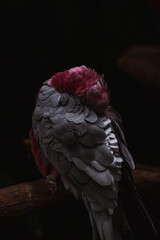 Male Australian pink Galah cockatoo, native wild bird parrot species, perched on outdoor wrought...