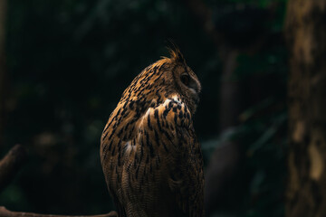 Eurasian eagle-owl (Bubo bubo) is a species of eagle-owl. It is also called the European eagle-owl and in Europe, where it is the only member of its genus besides the snowy owl.