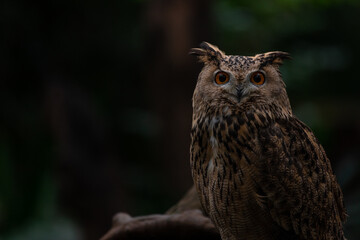Portrait Eurasian eagle-owl sitting in the moss ground in the forest ith dark background