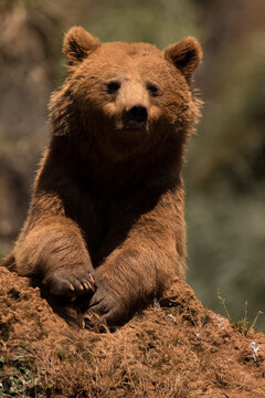retrato osos de frente sobre una roca al sol