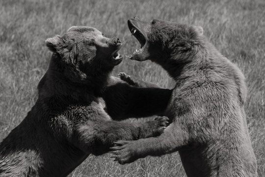 dos osos peleando sobre dos patas