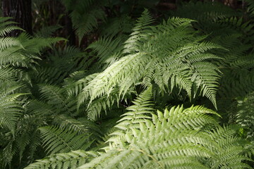 Close up fern leaves. Nature background