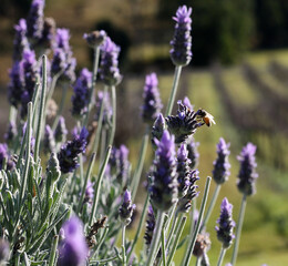 Naklejka premium Lavender bush with a bee pollinating a flower