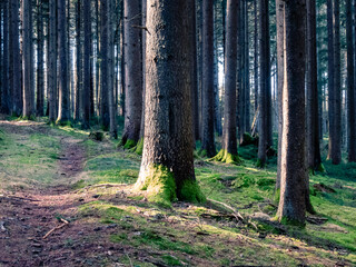 Pine trees in the ancient celtic forest in Bavaria, Germany