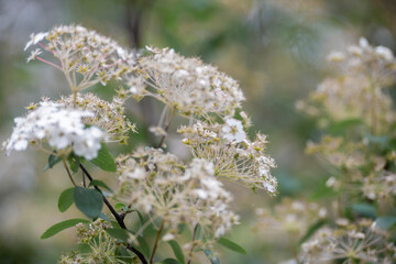 Flor Filipendula Ulmaria o Reina de los prados en color blanco | Filipendula Ulmaria or Queen of the Meadows flower in white