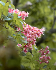 Flor Aesculus carnea o castaño de Indias rosa y roja | Pink and red Aesculus carnea or horse chestnut flower