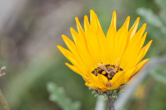Abeja polinizando flor Arctotis amarilla | Bee pollinating yellow Arctotis flower | Girasol |  Sunflower
