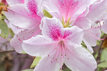 Flor Azalea rosada en primer plano | Pink Azalea flower