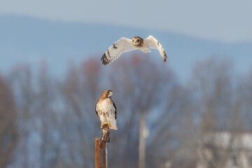 Short Eared Owl flying over a Red Tail Hawk - 574832543