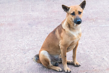 Noise Short haired brown dog The black mouth was sitting on the concrete road