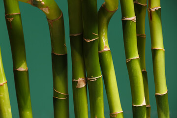 Bamboo branches on green background, closeup
