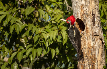Red headed woodpecker perched outside its nest in the tropical green forest of the Yucatan peninsula with bright light during golden hour 