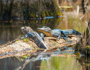 American Alligators Basking