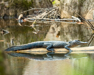 American Alligator Basking