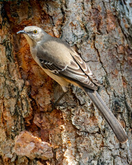 Mockingbird Perched On a trre branch
