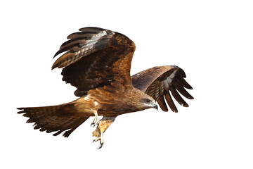 Black kite flying isolated on transparent background png file