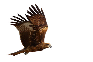 Black kite flying isolated on transparent background png file