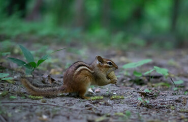 Eastern Chipmunk (Tamias striatus) standing on a mossy log with its cheek pouches full of food 