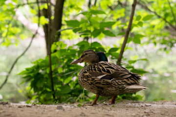 Nice image of a mallard duck. Brown mallard walking at Canadian park. Beautiful feathers and beak.  The mallard is a dabbling duck.
