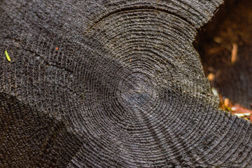 Fototapeta premium Canada wood