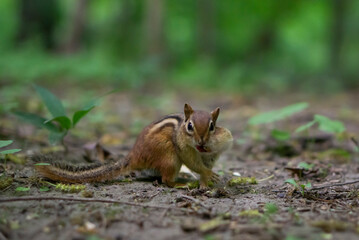 Naklejka na ściany i meble Eastern Chipmunk (Tamias striatus) standing on a mossy log with its cheek pouches full of food 