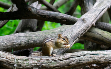 Eastern Chipmunk (Tamias striatus) standing on a mossy log with its cheek pouches full of food 