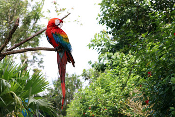 MACAW ON A BRANCH