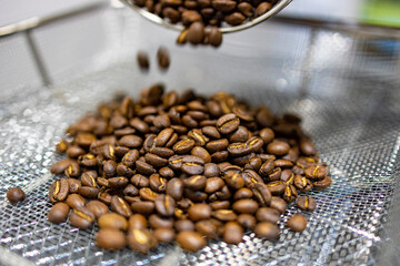 焙煎機から取り出しているコーヒー豆