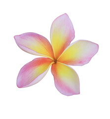 Fototapeta na wymiar Plumeria or Frangipani or Temple tree flower. Close up single white-pink plumeria flowers isolated on transparent background.