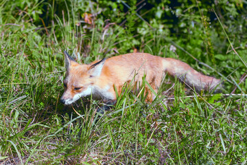 Juvenile Red Fox hunting in the grass.Bombay Hook National Wildlife Refuge.Delaware.USA
