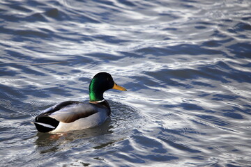 Duck (mallard) swimming and feeding in water
