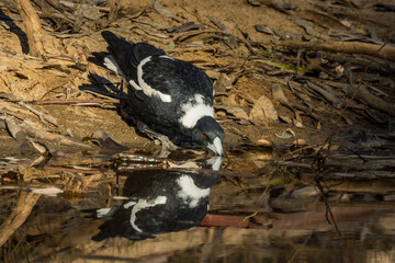 Australasian Magpie in Victoria Australia