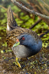 Australian Spotted Crake in Victoria Australia