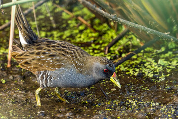 Australian Spotted Crake in Victoria Australia